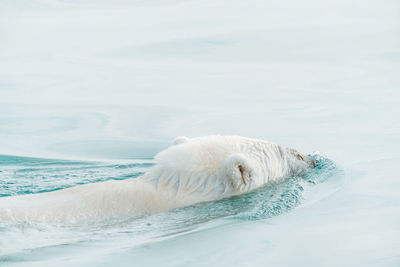 Polar bear swimming in the wild, arctic