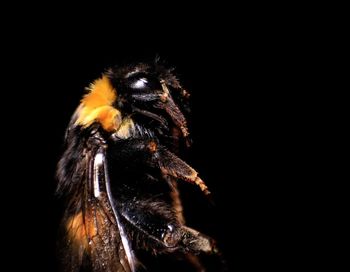 Close-up of spider against black background