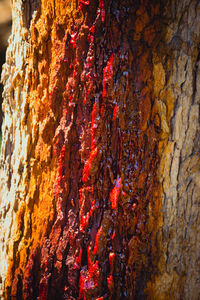 Detail shot of tree trunk