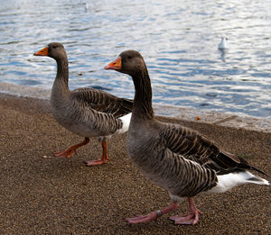 Ducks on a lake