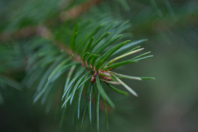 Close-up of pine tree