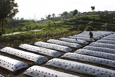 Vegetable plantation on the slopes of mount sumbing, central java 