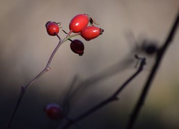 Close-up of red berries on plant