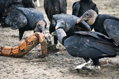 Close-up of duck on field