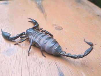 High angle view of insect on wood