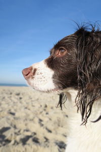 Close-up of dog looking away