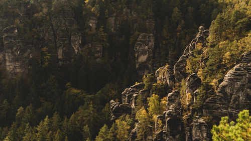 View of trees in forest