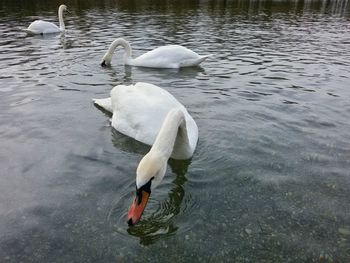 Swan floating on lake