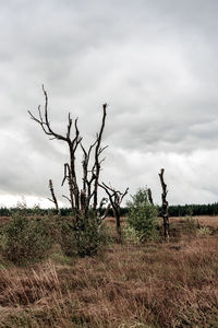 Bare tree on field against sky