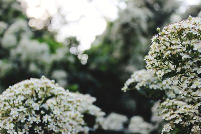 Close-up of white flowering plant