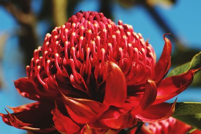 Close-up of red flowers blooming outdoors