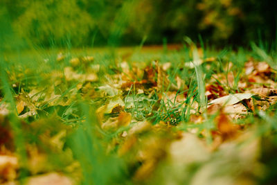 Close-up of grass in autumn