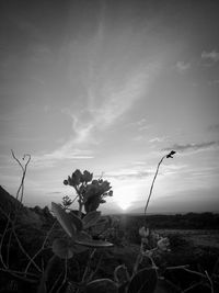 Plants growing on field against sky during sunset