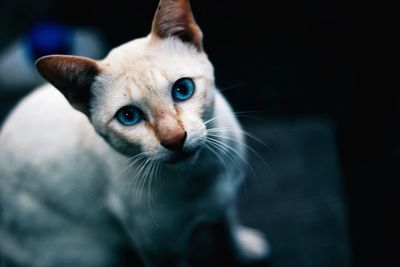 Close-up portrait of a cat