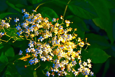 Close-up of flowering plant