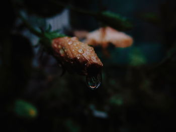 Close-up of plant against blurred background