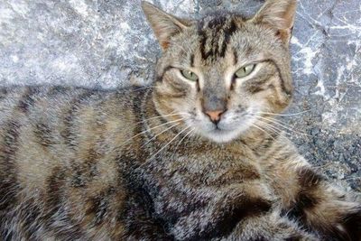 Close-up portrait of cat