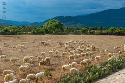 View of sheep on landscape against sky