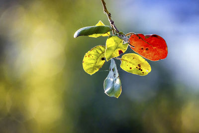 Close-up of leaves on plant