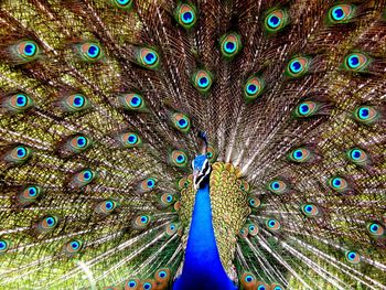 Indian peafowl dancing close-up of peacock feathers 