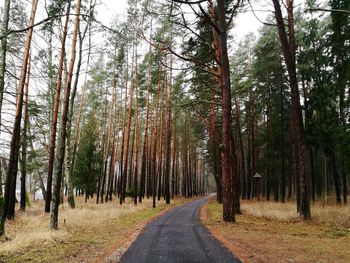 Road amidst trees in forest