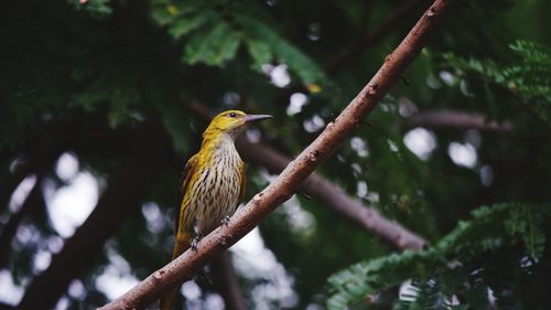 Low angle view of bird perching on branch