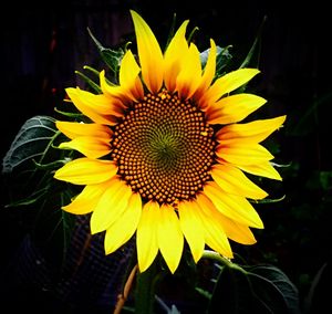 Close-up of sunflower