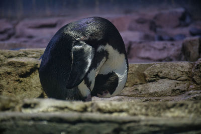 Close-up of penguin on rock