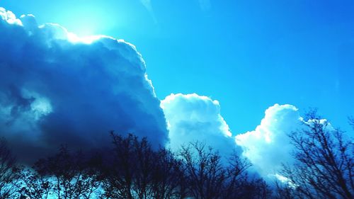 Low angle view of trees against blue sky