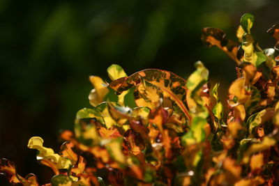 Close-up of  plant