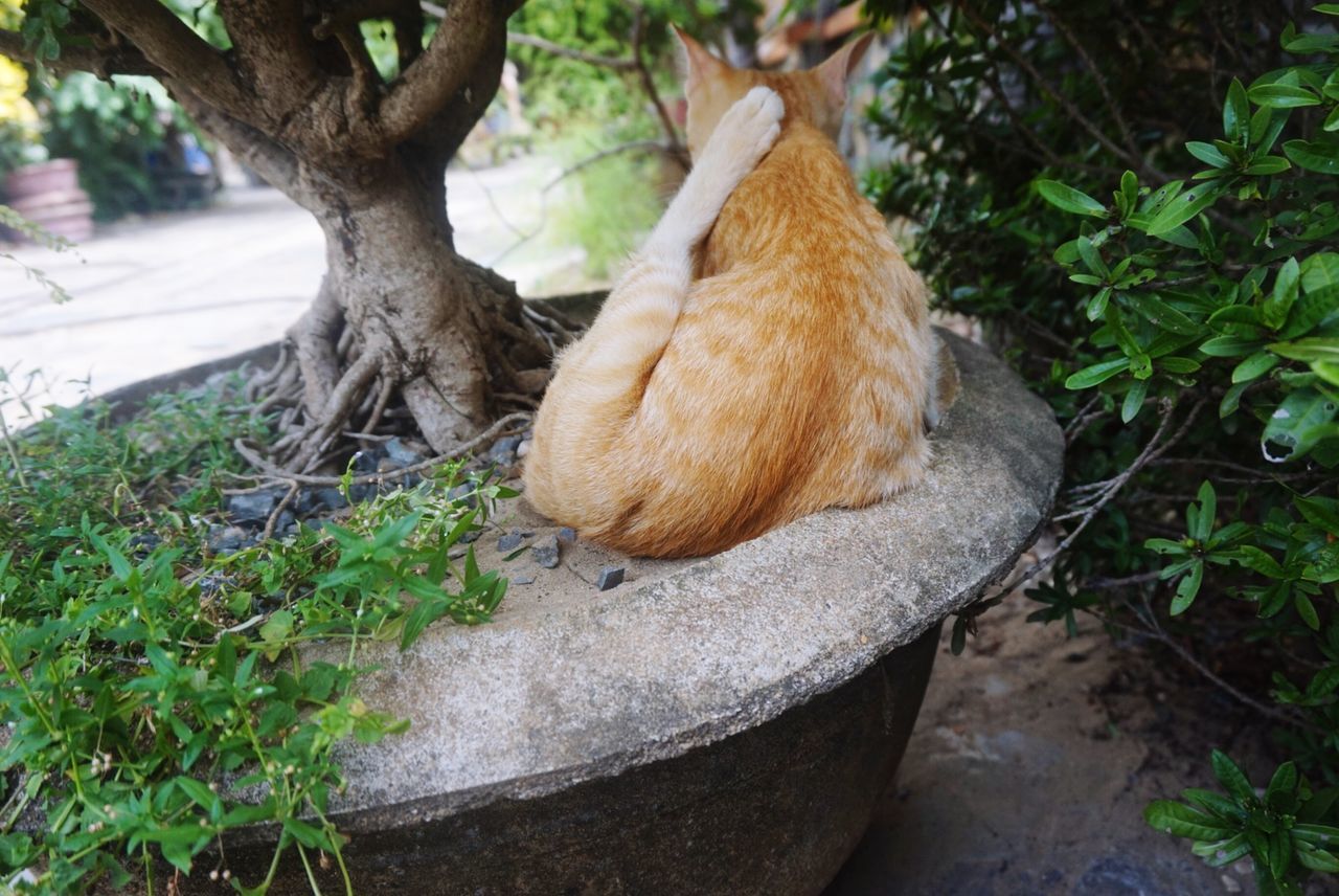 CAT RELAXING ON A TREE