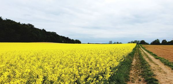 Scenic view of oilseed rape field against sky