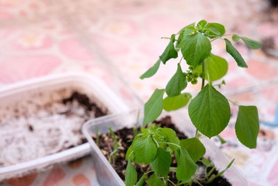 Close-up of potted plant