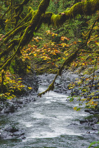 Stream flowing amidst trees in forest