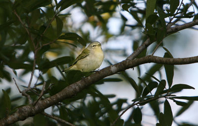 Low angle view of bird perching on tree