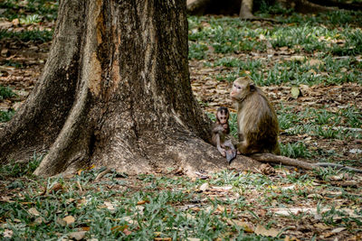 Baby monkey under mother protection. the monkey family with shaggy orange fur 