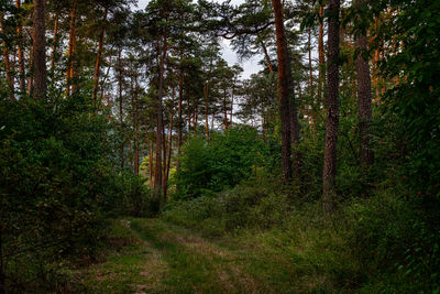 Trees in forest