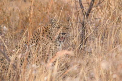 View of a cat on field