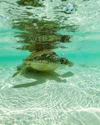 Close-up of turtle swimming in sea