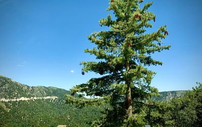 Low angle view of tree against sky