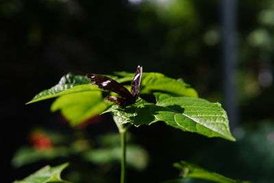 Close-up of butterfly on leaf