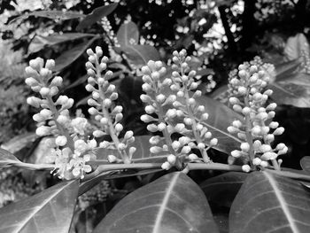 Close-up of flowers