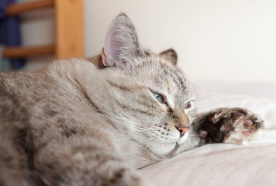 Close-up of cat sleeping on bed