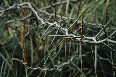 Close-up of spider web on plant