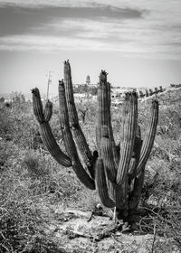 Cactus growing on field against sky