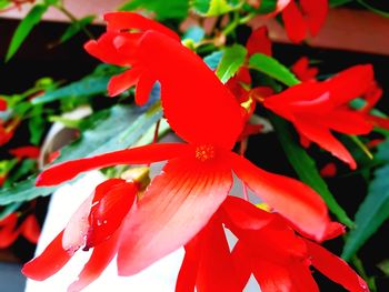 Close-up of red flowering plant