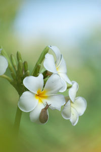 Close-up of white flowering plant