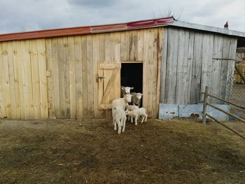 Dog standing in shed