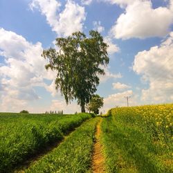 Scenic view of grassy field against cloudy sky