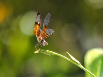 Close-up of insect on plant